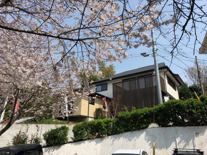 モデルハウスと桜